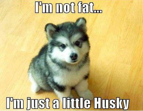 45+ Hilarious Dog Jokes We Could Find 4