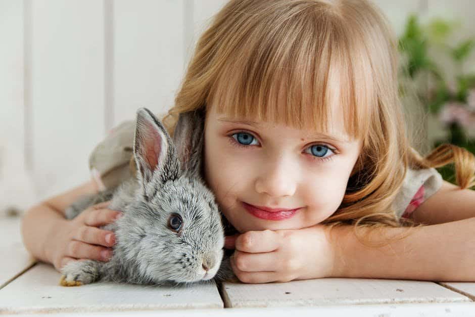Animal knock knock jokes for kids