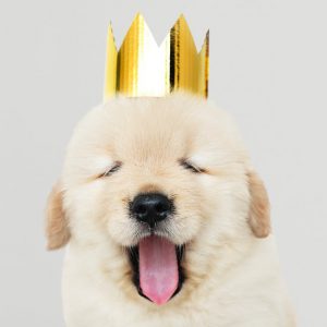Read more about the article 45+ Hilarious Dog Jokes We Could Find
