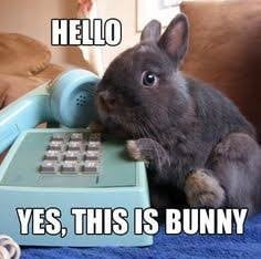 50+ Funny rabbit jokes for kids 2