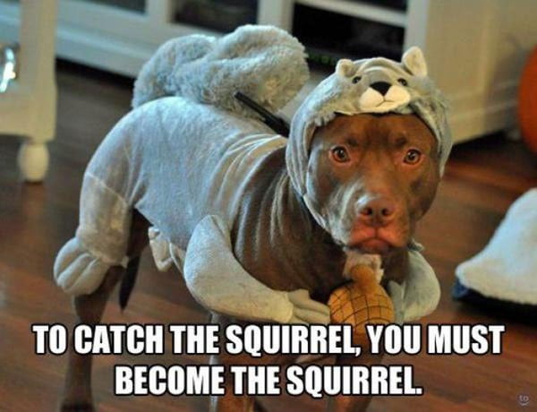 45+ Hilarious Dog Jokes We Could Find 1
