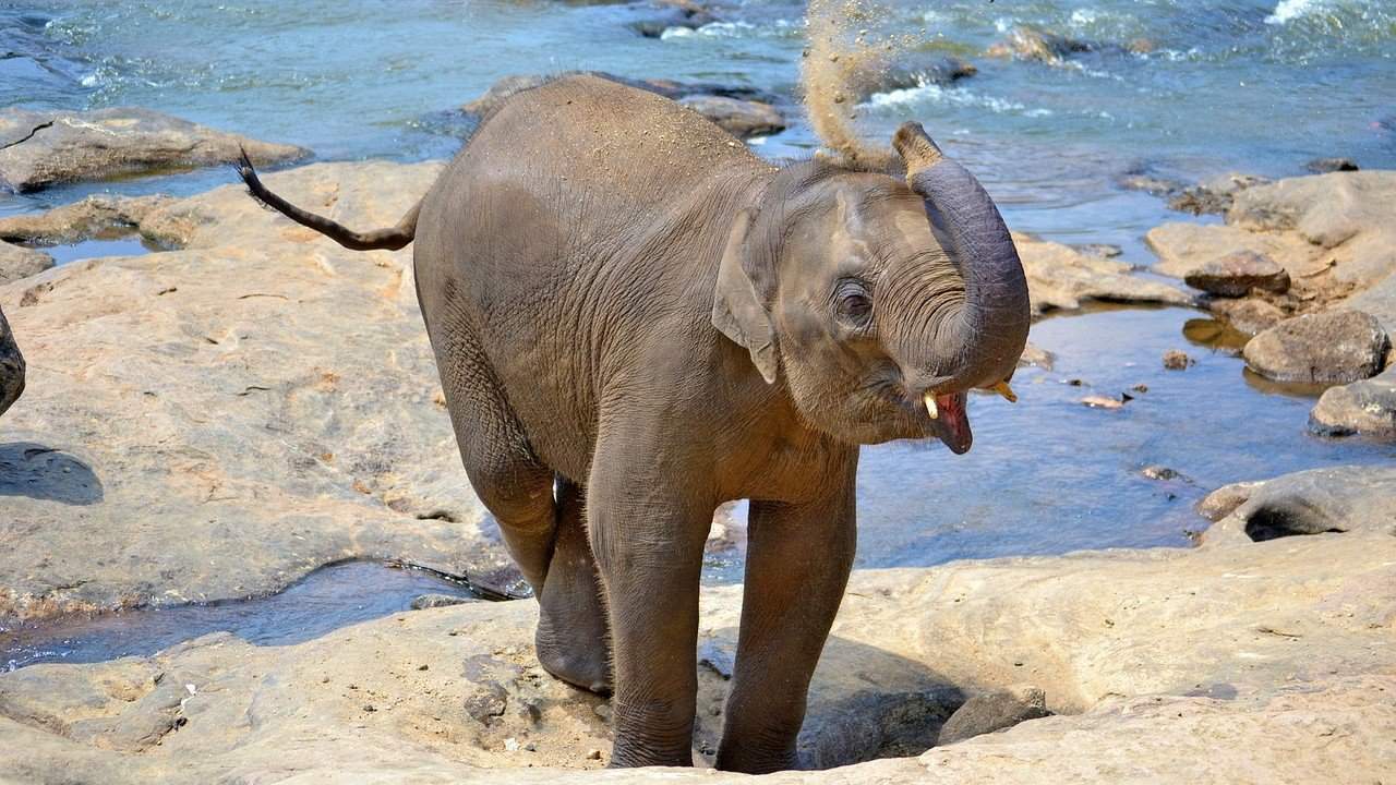 Funny puns about elephant