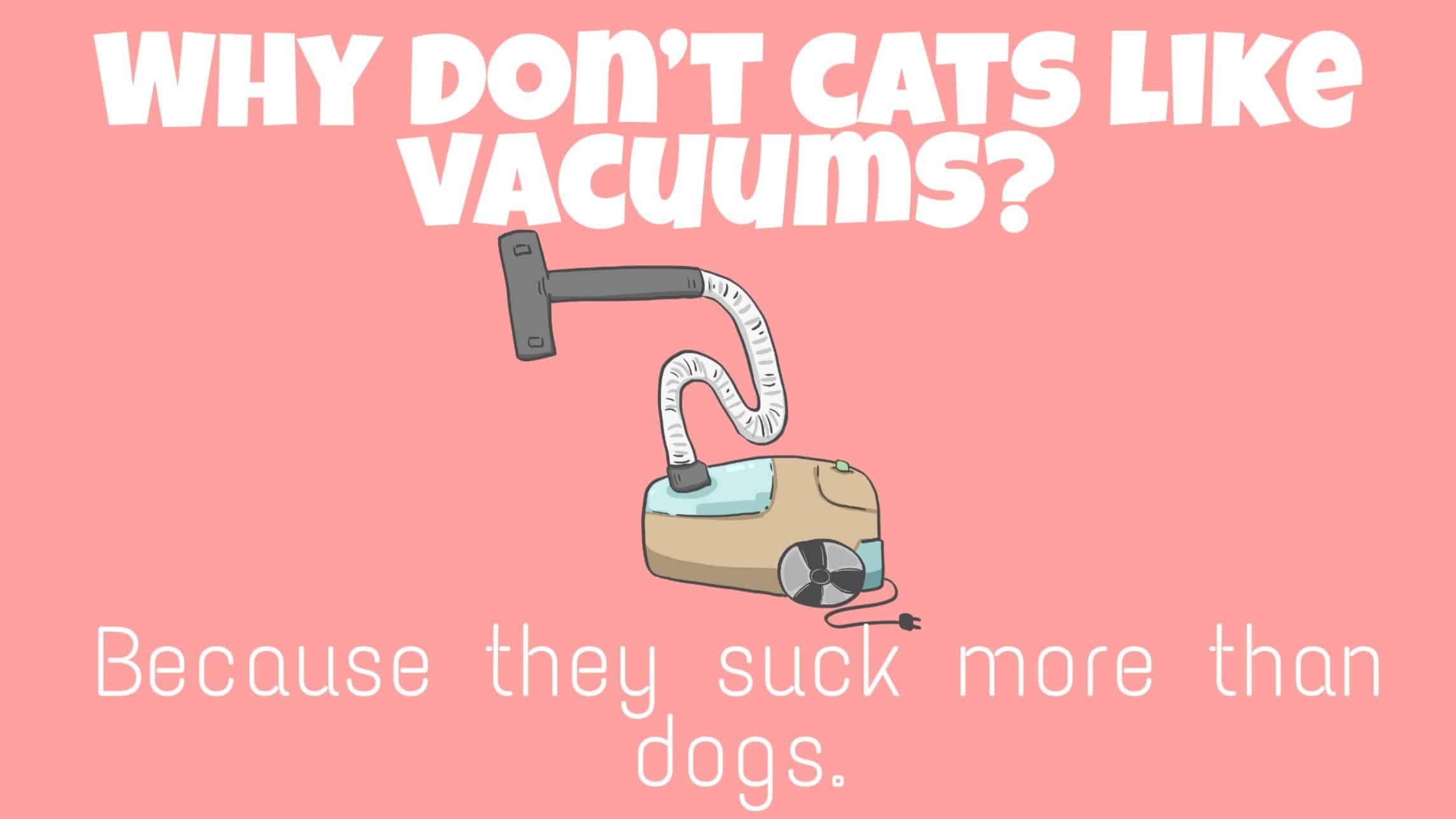 funny cat puns