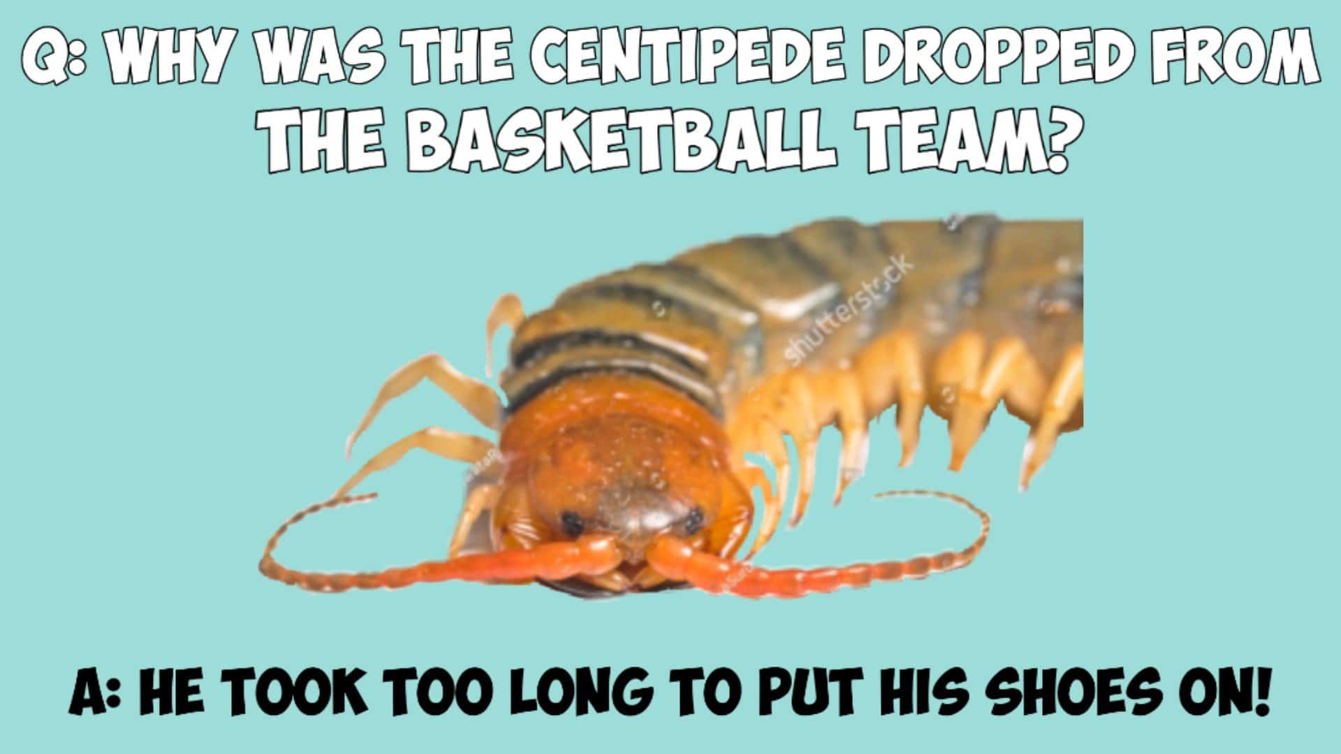 Best funny bug puns