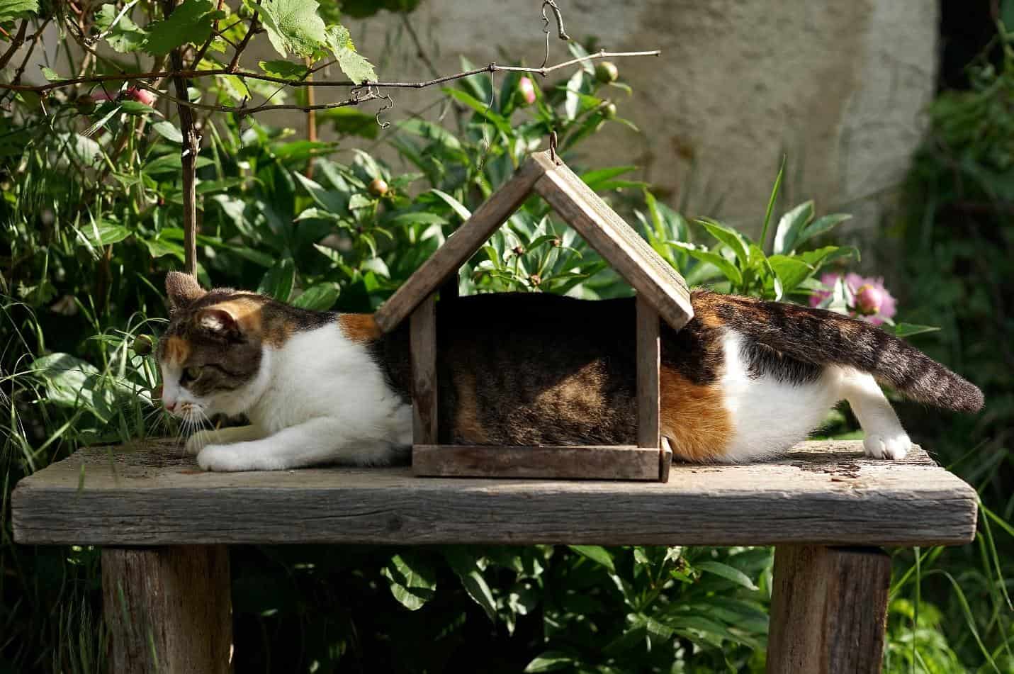 You are currently viewing 7 Hilarious Things Your Cat Does
