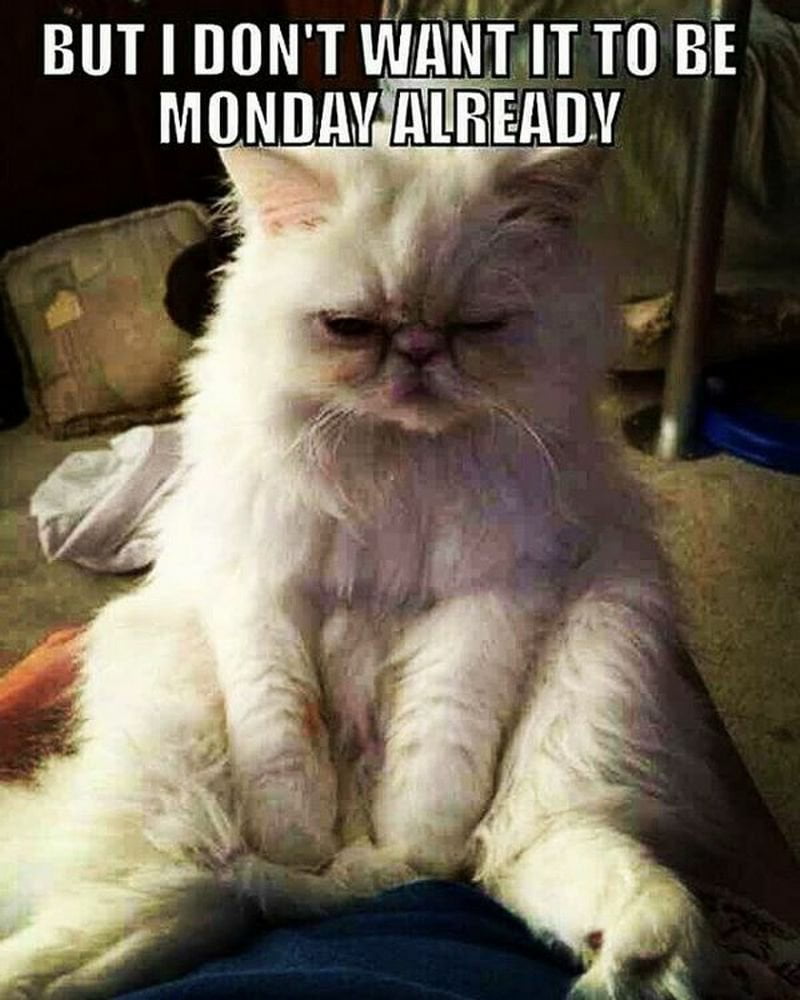 67 Monday Memes That Will Help You Go Through This Day! 57