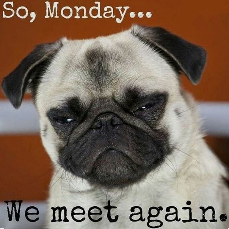67 Monday Memes That Will Help You Go Through This Day! 58